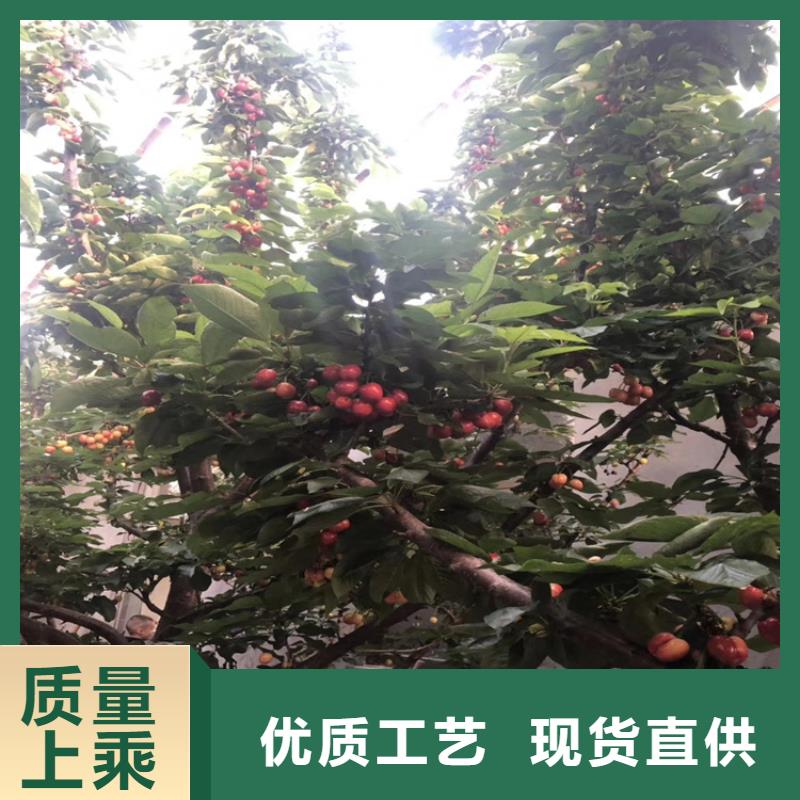 大櫻桃苗當年結果樹