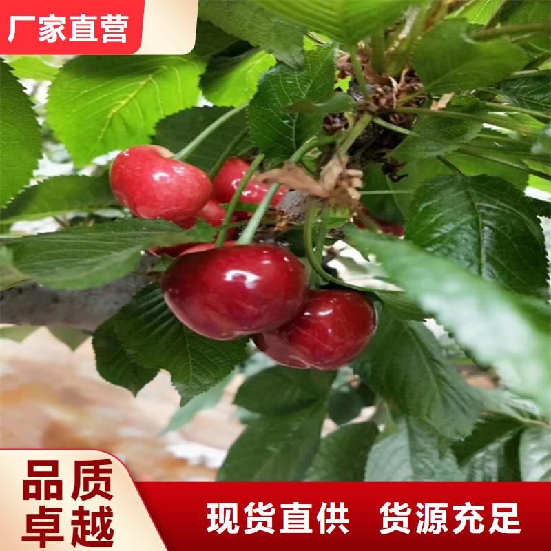 樱桃-【石榴树】供应采购-可发货到凌源|北票|营口|盘锦|辽阳|抚顺