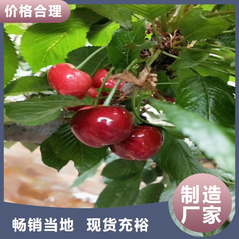 樱桃苹果苗优选厂家