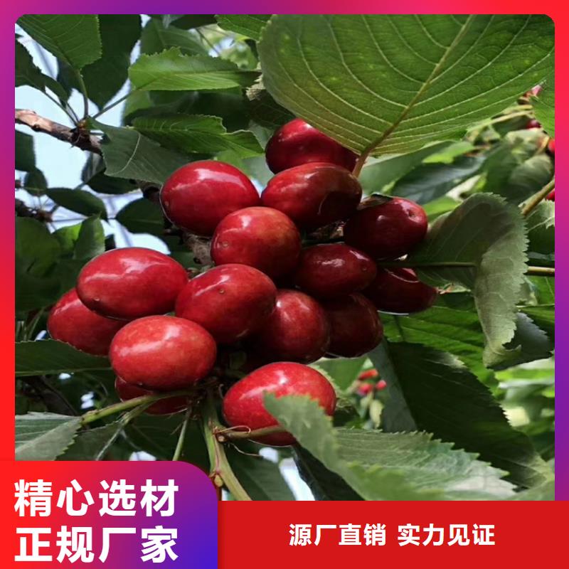 矮化车厘子树苗量多优惠