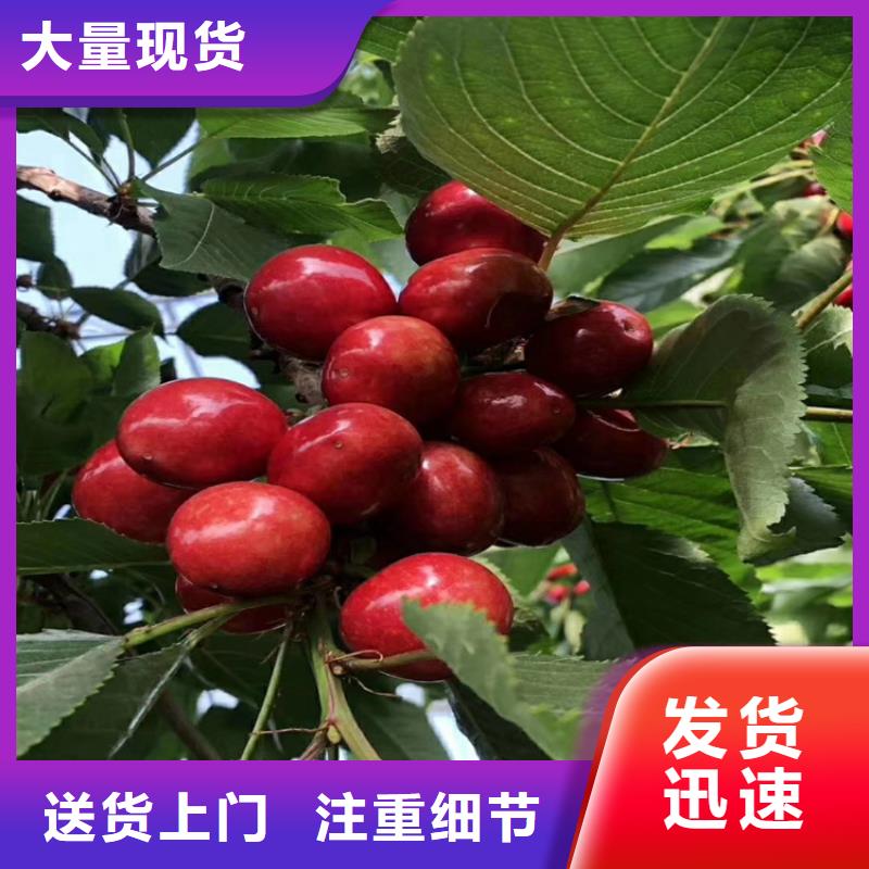 樱桃-【石榴树】供应采购-可发货到凌源|北票|营口|盘锦|辽阳|抚顺