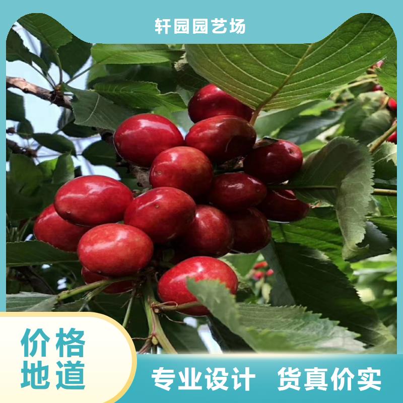 樱桃,花椒苗真实拍摄品质可靠