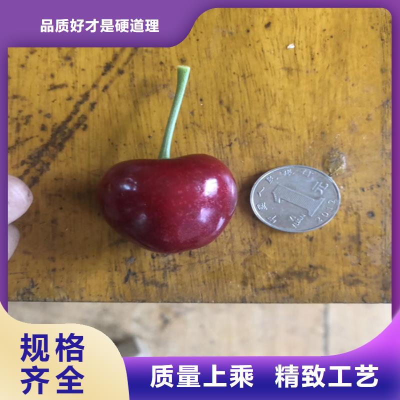樱桃苹果苗优选厂家
