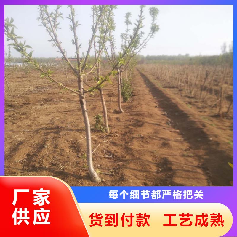 樱桃苹果苗优选厂家