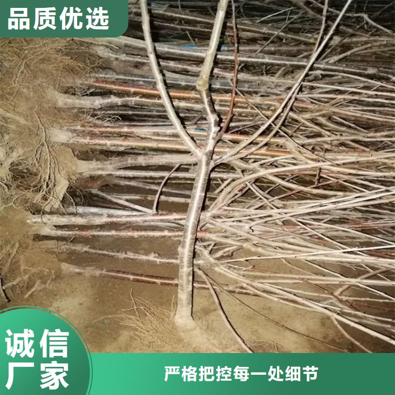 大樱桃苗成活率高