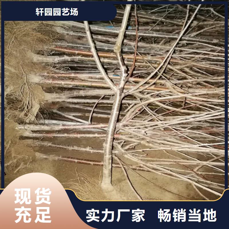 大櫻桃苗當(dāng)年結(jié)果樹