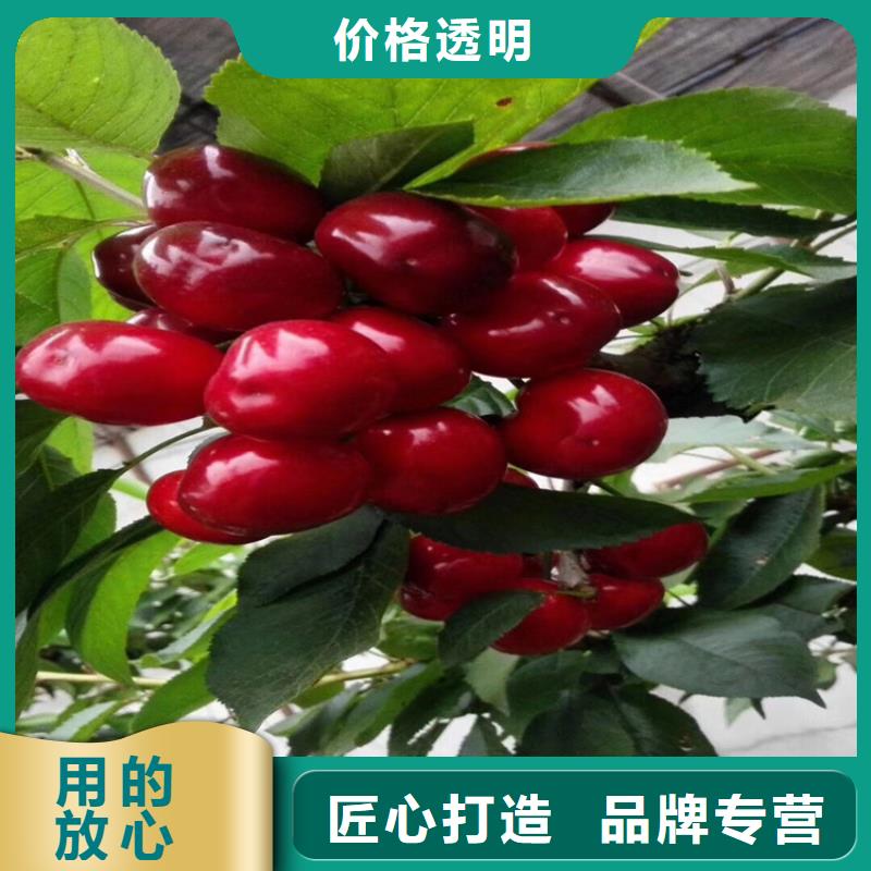 樱桃蓝莓苗精心选材