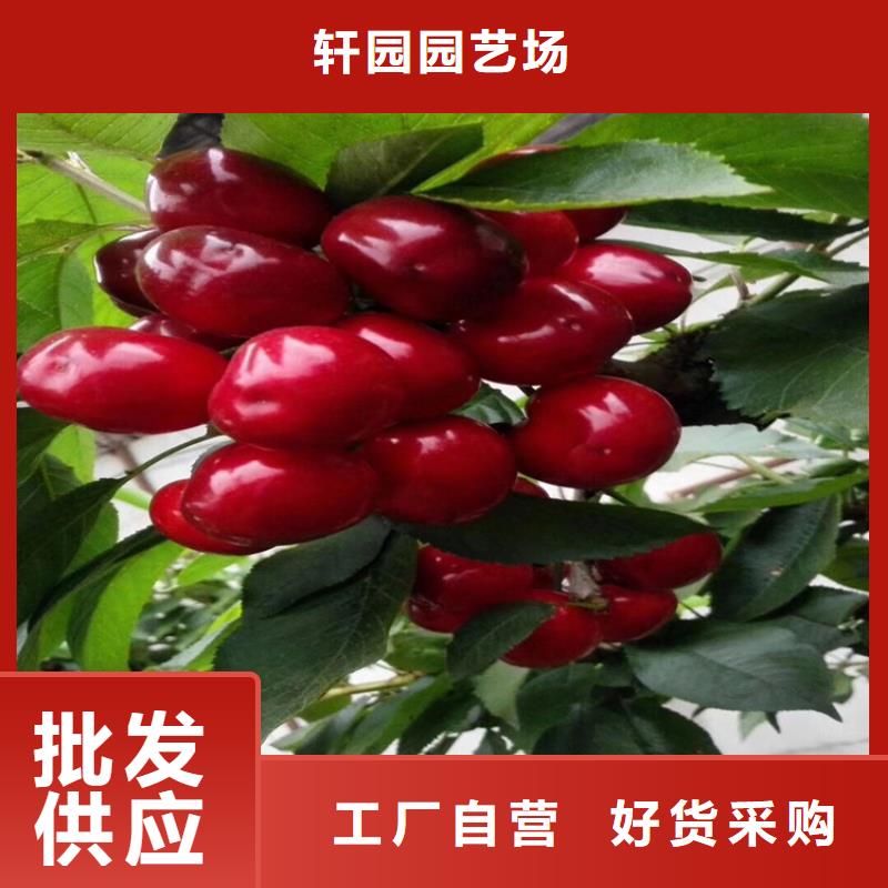 樱桃-【石榴树】供应采购-可发货到凌源|北票|营口|盘锦|辽阳|抚顺