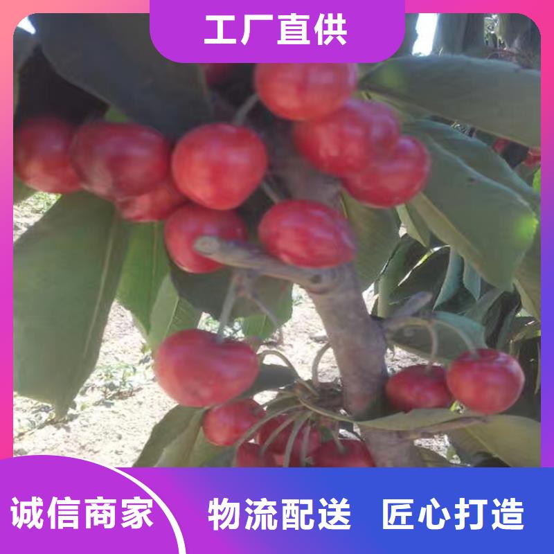 梨树苗-视频-鹰手营子矿|隆化|唐山|张家口|秦皇岛|石家庄|廊坊梨树苗市场行情-轩园园艺场(承德市分公司)