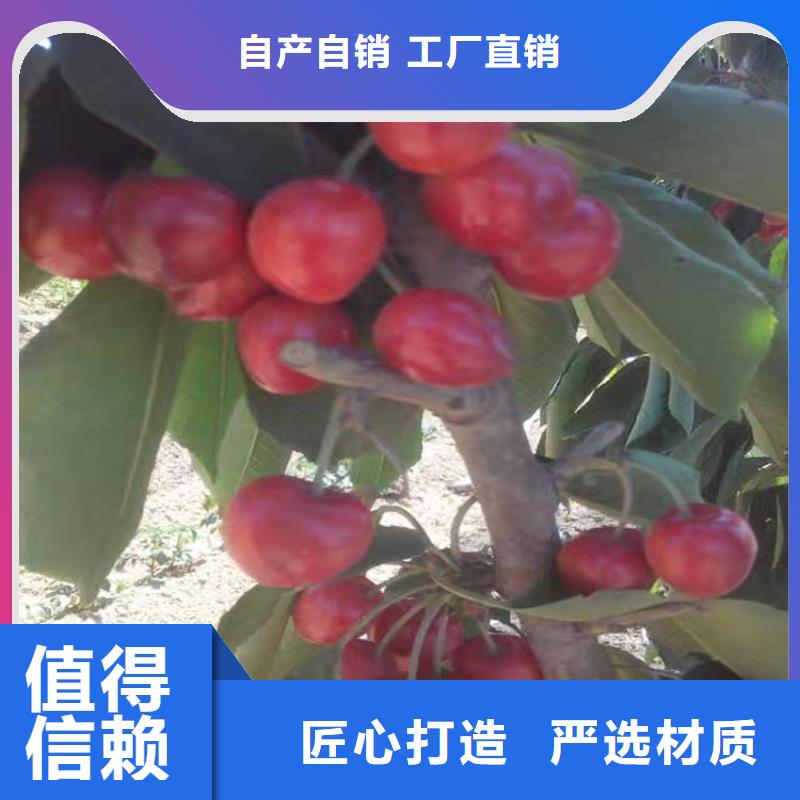 樱桃梨树苗按需设计