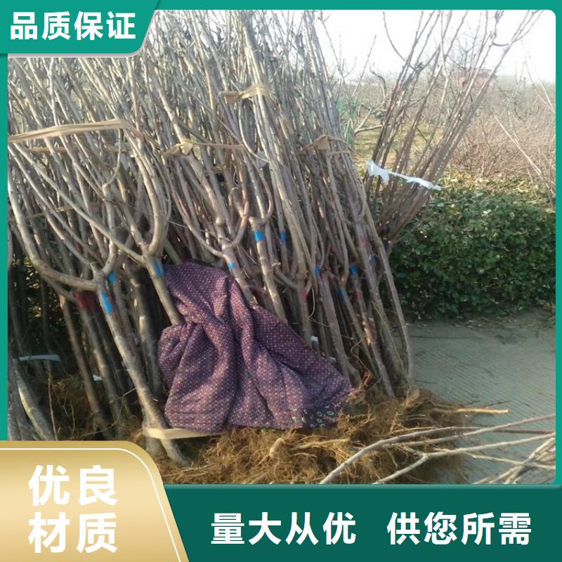 【 樱桃-樱桃苗一手货源】-轩园园艺场(承德市分公司)-企业旺旺