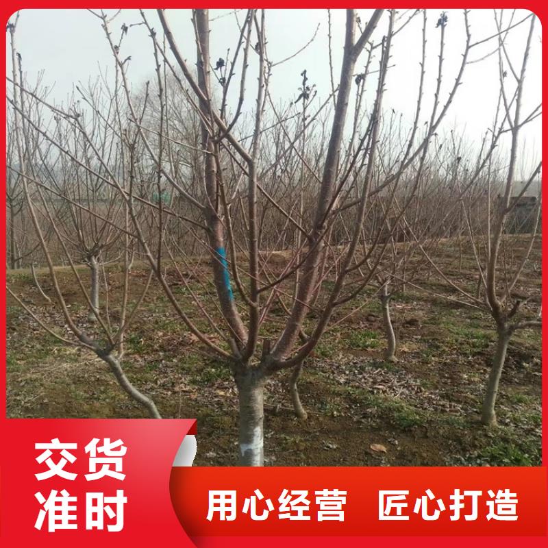 樱桃石榴树苗服务至上