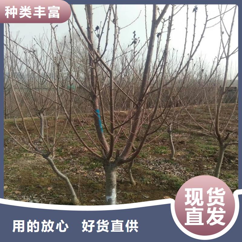 轩园梨树苗【 樱桃-樱桃苗一手货源】
