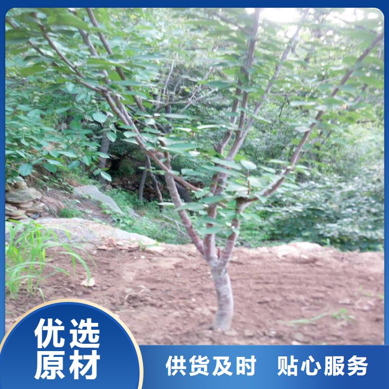 【樱桃】,樱桃苗自有生产工厂轩园梨树苗