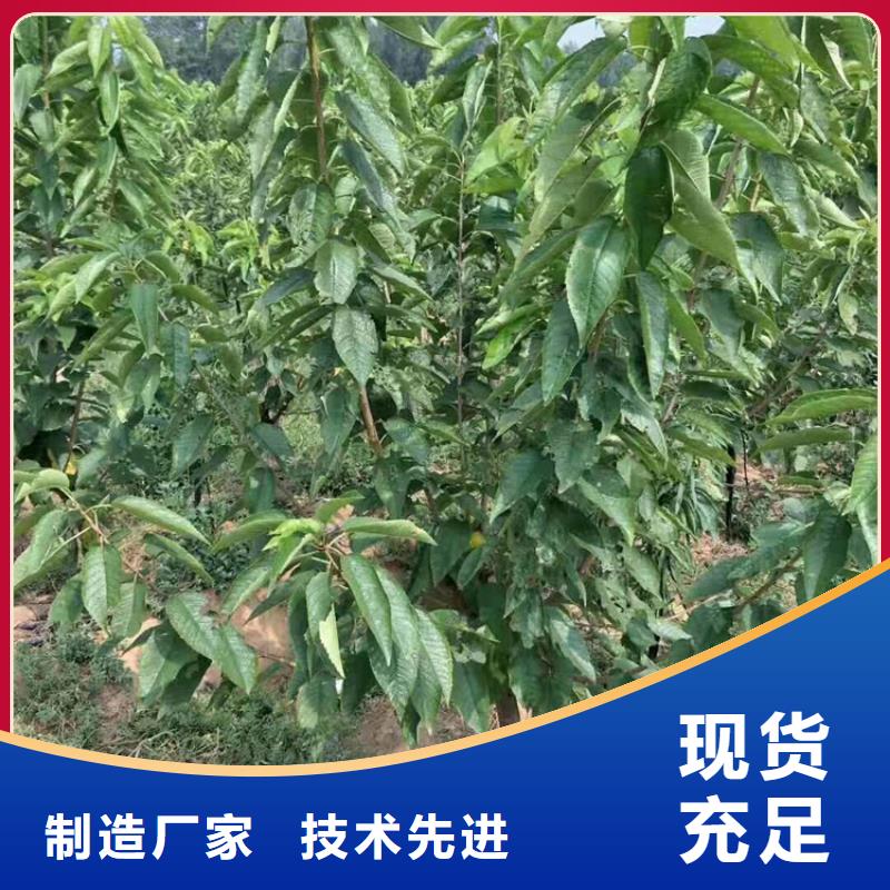 櫻桃李子苗廠家十分靠譜