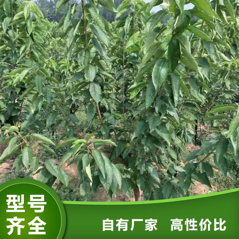 矮化吉塞拉大樱桃苗种植技术