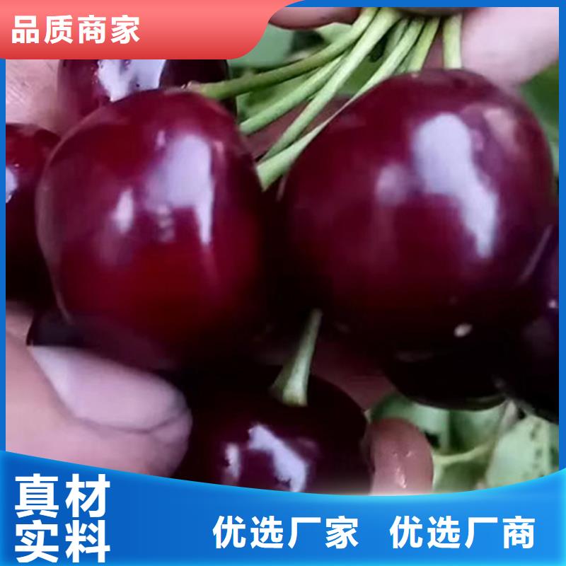 樱桃蓝莓苗精品选购