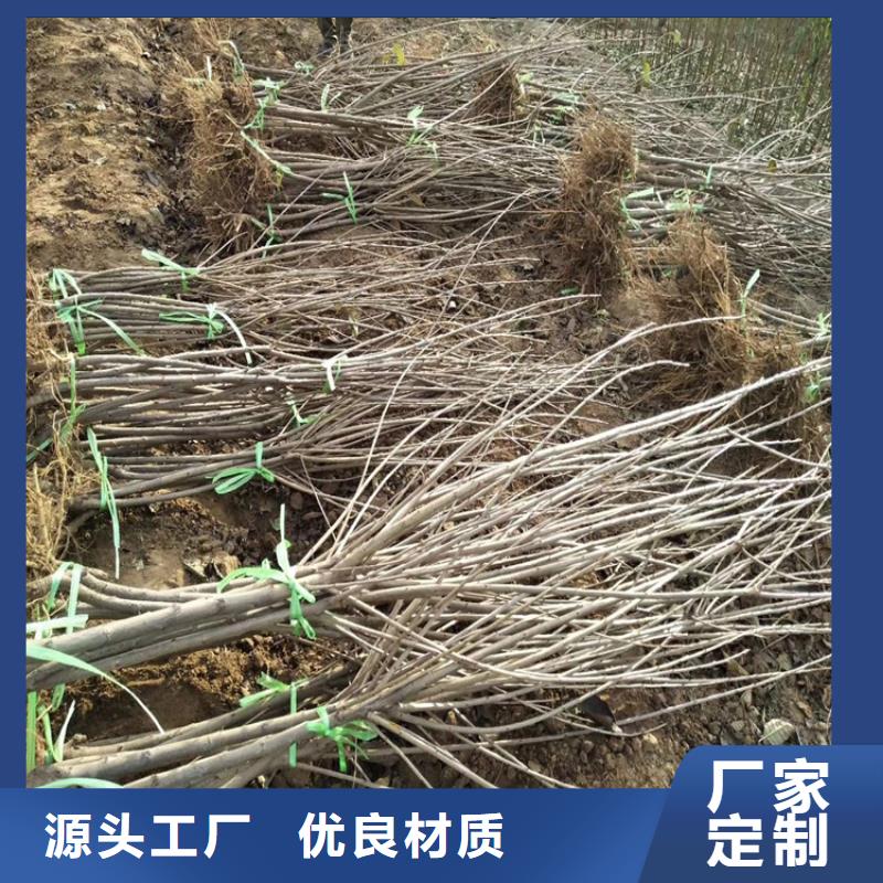 櫻桃藍莓苗產地貨源