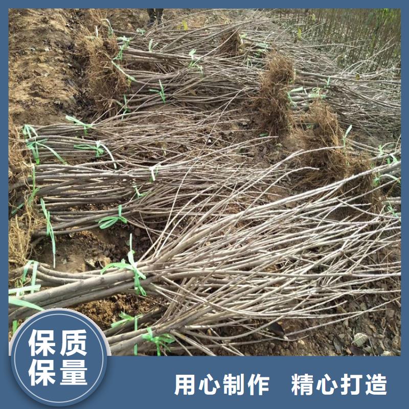 【樱桃】,樱桃苗自有生产工厂轩园梨树苗