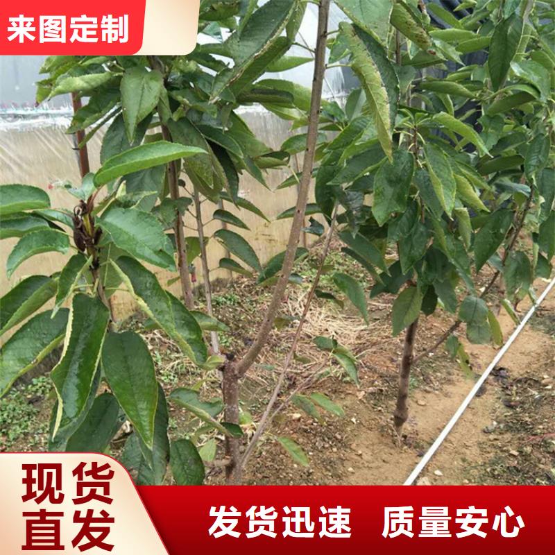 大樱桃树苗现挖苗现发货