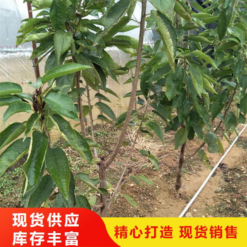 樱桃李子苗厂家十分靠谱