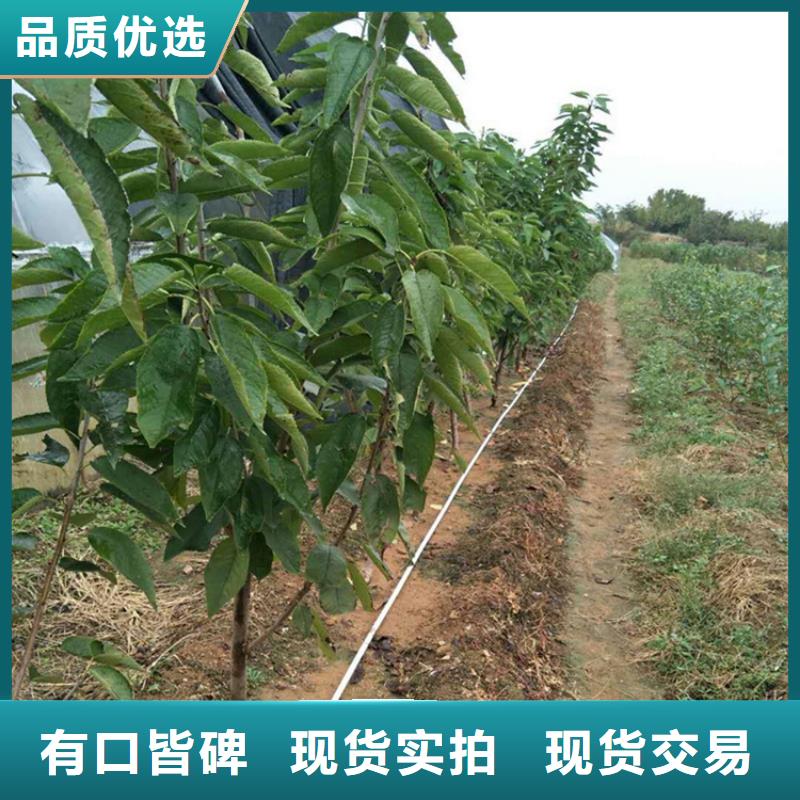 樱桃苹果苗优选厂家