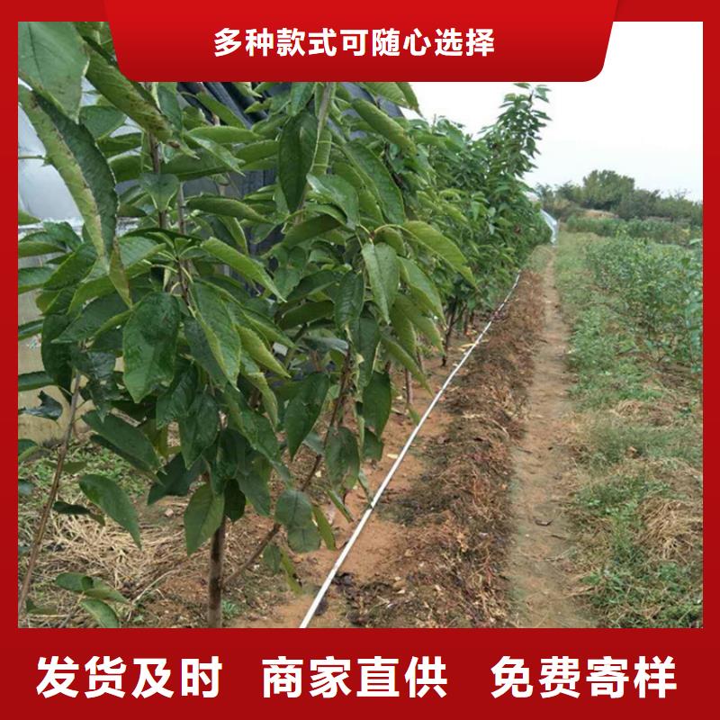 樱桃-【石榴树】供应采购-可发货到凌源|北票|营口|盘锦|辽阳|抚顺