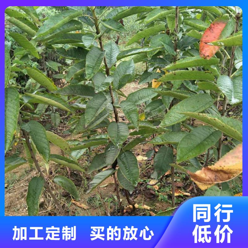 櫻桃蘋果苗優(yōu)選廠家