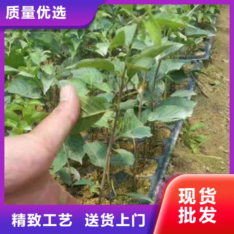 轩园梨树苗【 樱桃-樱桃苗一手货源】