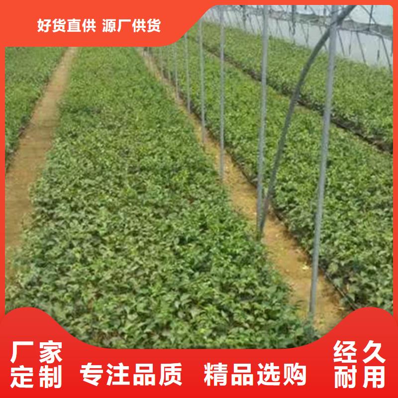 櫻桃李子苗廠家十分靠譜