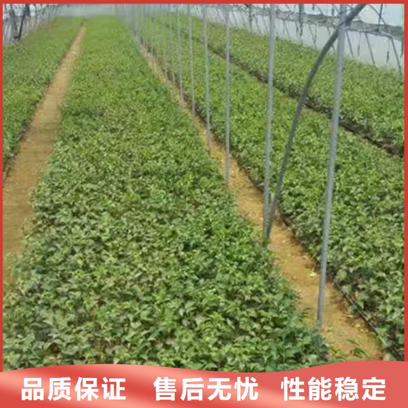 樱桃桃树苗厂家定制