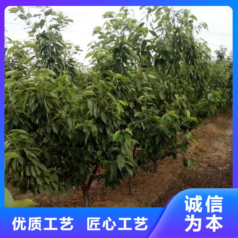 梨树苗-视频-鹰手营子矿|隆化|唐山|张家口|秦皇岛|石家庄|廊坊梨树苗市场行情-轩园园艺场(承德市分公司)