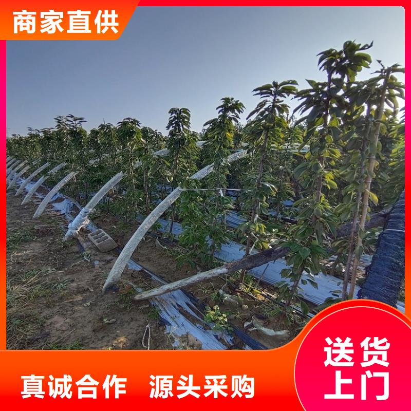 矮化大櫻桃樹苗多少錢一棵