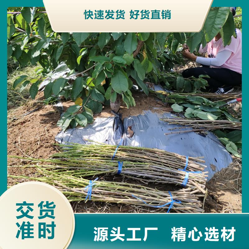 【樱桃】,樱桃苗自有生产工厂_轩园园艺场(澳门分公司)