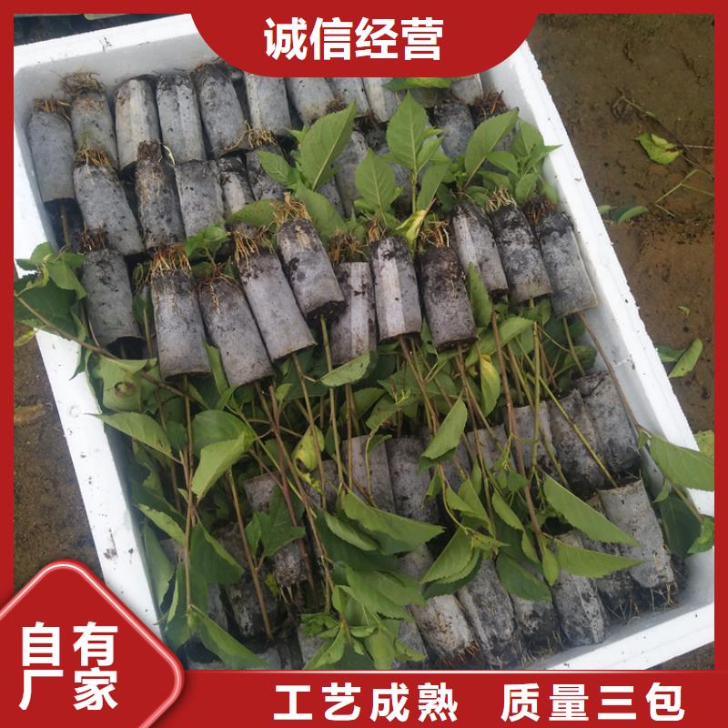 樱桃苹果苗优选厂家