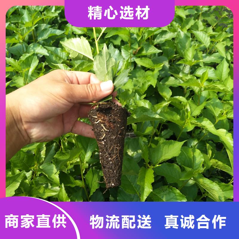 吉塞拉矮化樱桃苗现货齐全