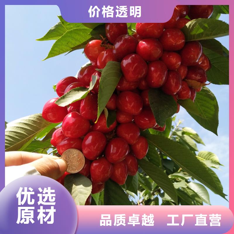 樱桃苹果苗专业品质