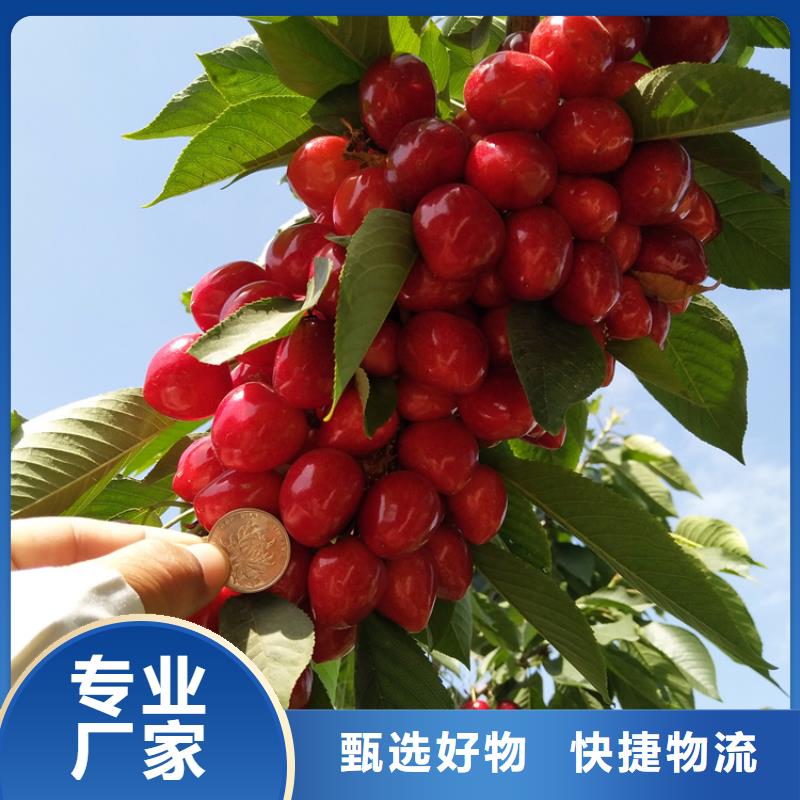 梨树苗-视频-鹰手营子矿|隆化|唐山|张家口|秦皇岛|石家庄|廊坊梨树苗市场行情-轩园园艺场(承德市分公司)