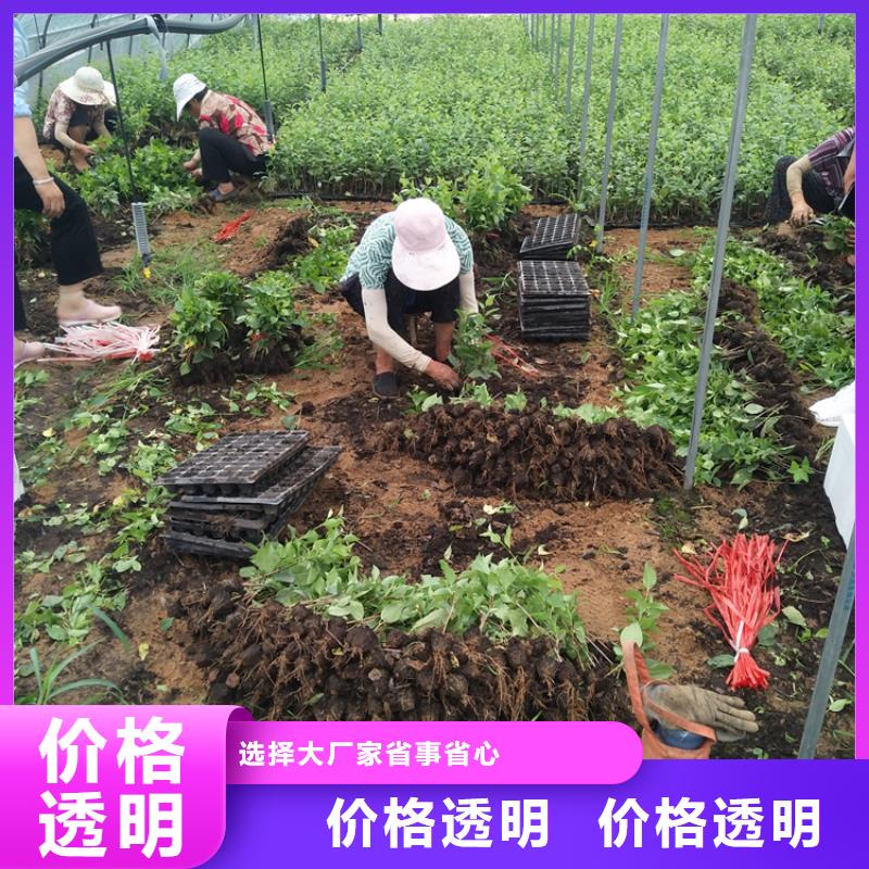 樱桃-【石榴树】供应采购-可发货到凌源|北票|营口|盘锦|辽阳|抚顺