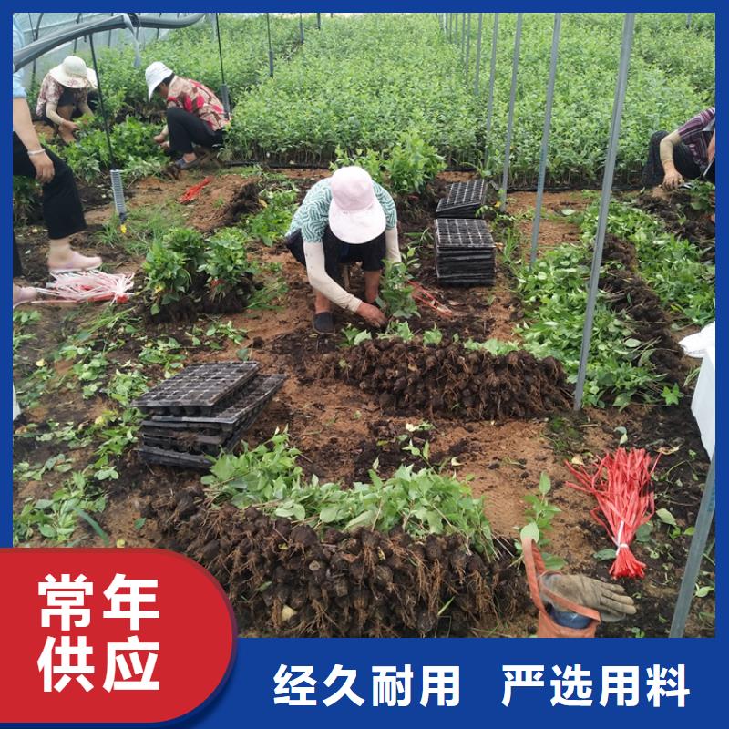 樱桃-【石榴树】供应采购本地公司