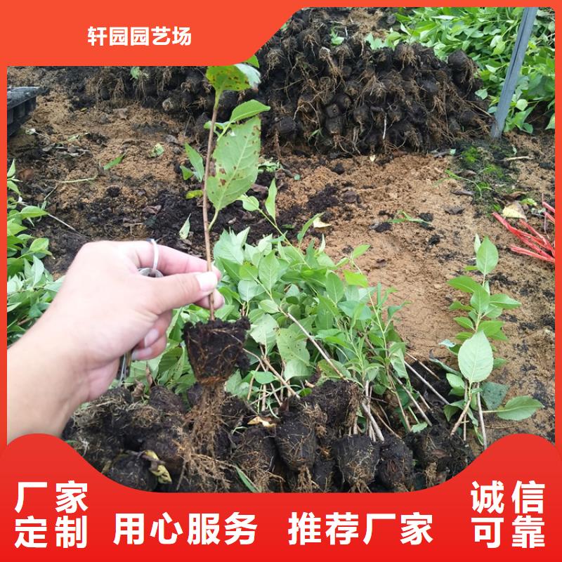 樱桃苹果苗专业品质