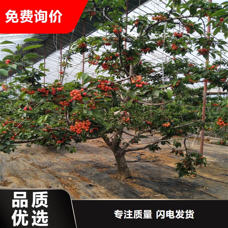 樱桃_【蓝莓苗】满足客户需求