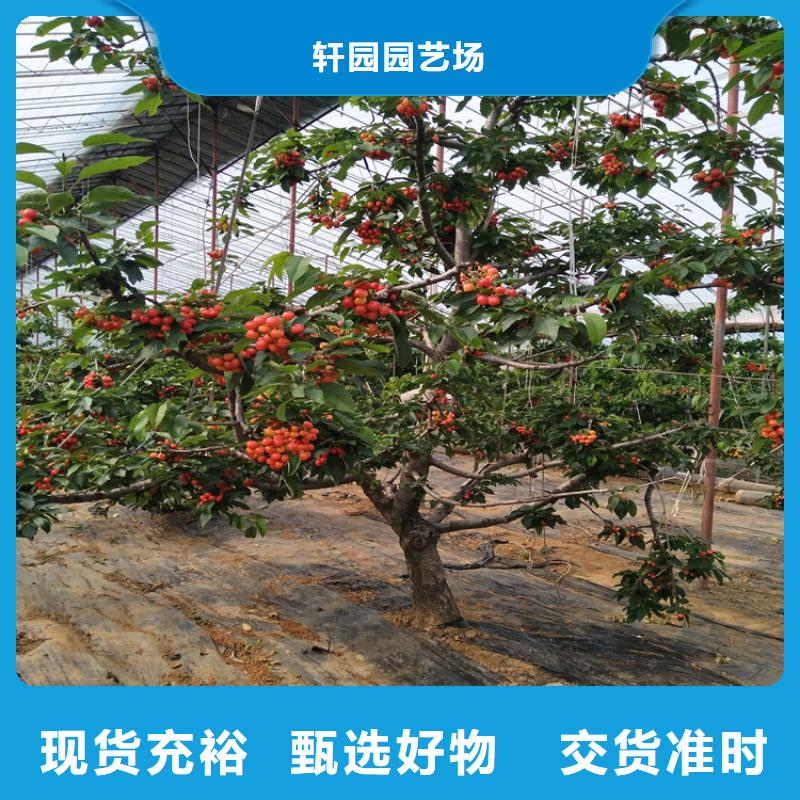 罗亚李樱桃苗种植技术
