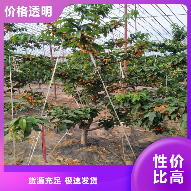 轩园梨树苗【 樱桃-樱桃苗一手货源】