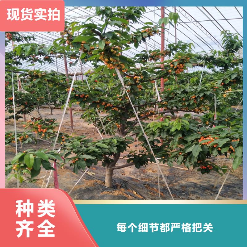 梨树苗-视频-鹰手营子矿|隆化|唐山|张家口|秦皇岛|石家庄|廊坊梨树苗市场行情-轩园园艺场(承德市分公司)
