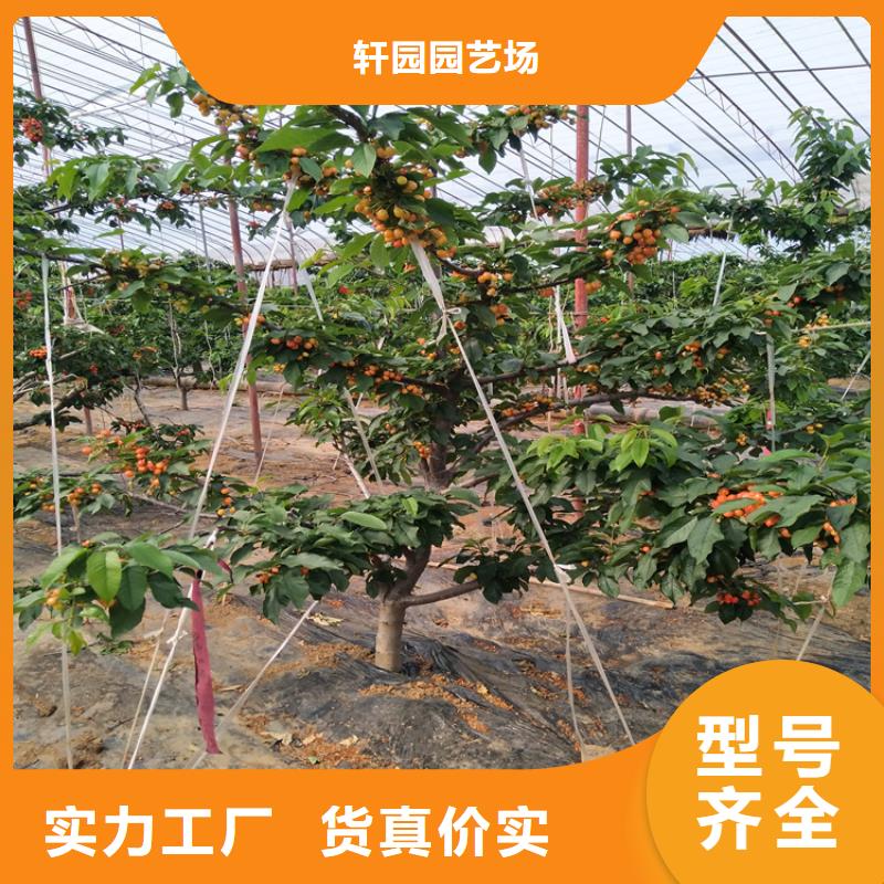 樱桃板栗苗常年出售