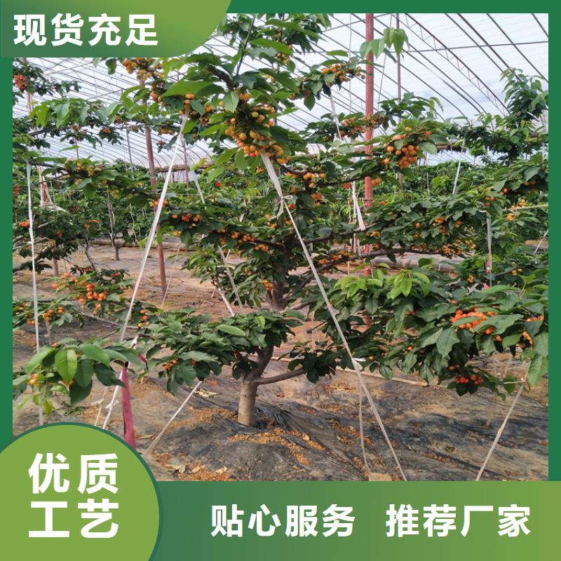 櫻桃蘋果苗優(yōu)選廠家