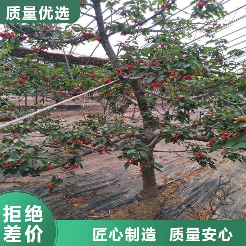 樱桃苹果苗厂家技术完善