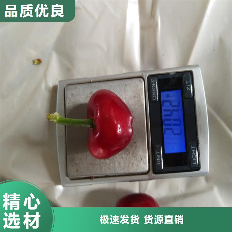 樱桃蓝莓苗精心选材