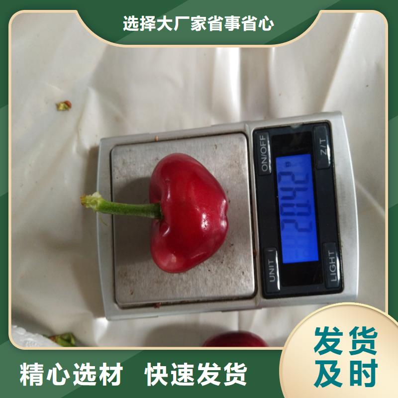 【樱桃樱桃苗0中间商差价】